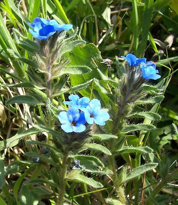 Dyer's bugloss