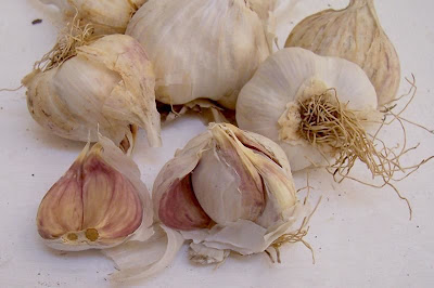 Garlic