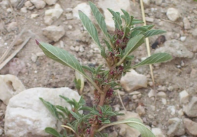 Amaranthus blitoides S. Watson