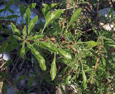 Mat amaranth