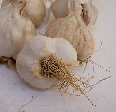 Garlic