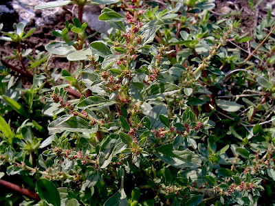 Amaranthus blitoides S. Watson