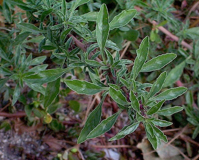 Mat amaranth