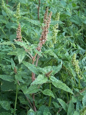 Amaranthus deflexus L.