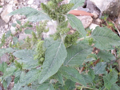 Amaranthus retroflexus L.