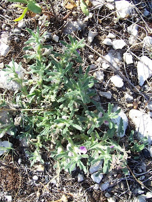 Ajuga iva (L.) Schreber
