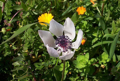 Anemone coronaria,
Anemone dei fiorai,
lilies-of-the-field,
Poppy Flowered Anemone