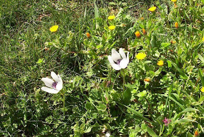 Anemone coronaria,
Anemone dei fiorai,
lilies-of-the-field,
Poppy Flowered Anemone