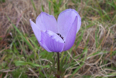 Anemone coronaria,
Anemone dei fiorai,
lilies-of-the-field,
Poppy Flowered Anemone
