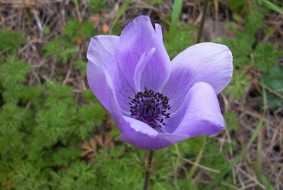 Anemone coronaria,
Anemone dei fiorai,
lilies-of-the-field,
Poppy Flowered Anemone