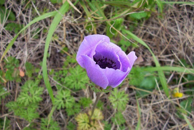 Anemone coronaria,
Anemone dei fiorai,
lilies-of-the-field,
Poppy Flowered Anemone