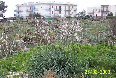 Asfodelo maggiore Asfodelo maggiore