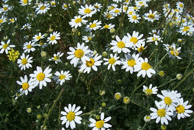 Field chamomile Field chamomile