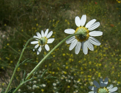 Field chamomile Field chamomile