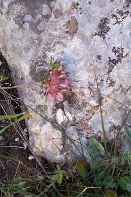 Common kidney-vetch Common kidney-vetch