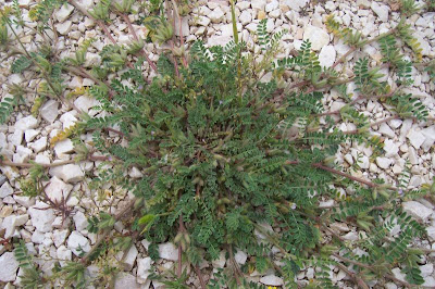 Astragalus sesameus,
Astragalo minore,
Small Flowered Milk Vetch