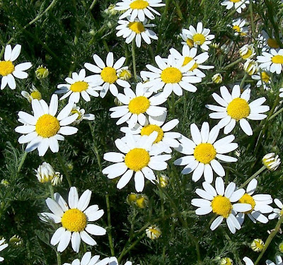 Field chamomile Field chamomile