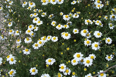 Field chamomile Field chamomile