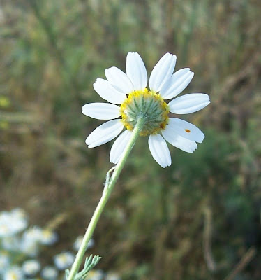 Field chamomile Field chamomile