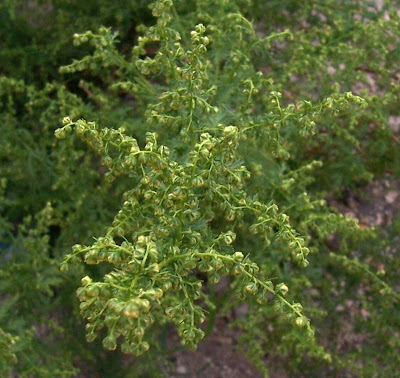 Artemisia annua L.