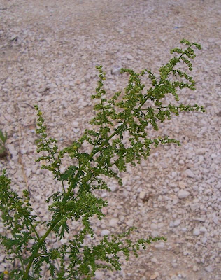 Artemisia annua L.