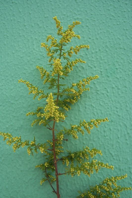 Artemisia annua L.