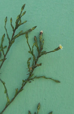 Narrow Leaved Aster