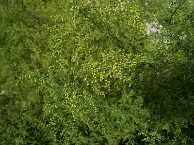 Annual Mugwort, Artemisia annua Annual Mugwort, Artemisia annua