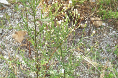 Narrow Leaved Aster