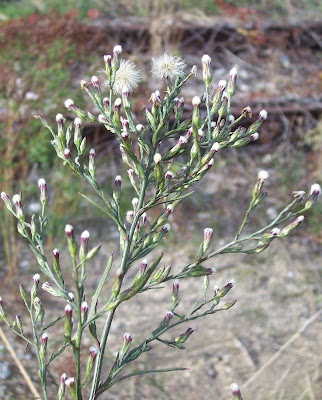 Narrow Leaved Aster