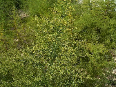 Annual Mugwort, Artemisia annua Annual Mugwort, Artemisia annua