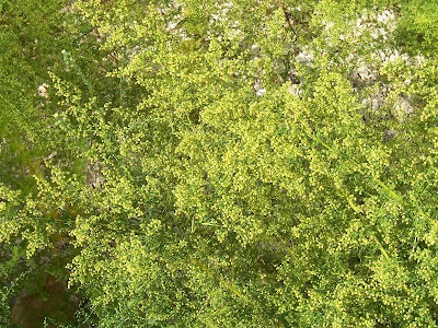 Annual Mugwort, Artemisia annua Annual Mugwort, Artemisia annua