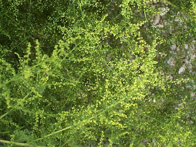 Annual Mugwort, Artemisia annua Annual Mugwort, Artemisia annua
