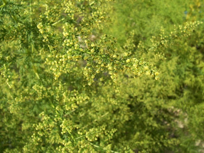 Annual Mugwort, Artemisia annua Annual Mugwort, Artemisia annua