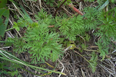 Anemone coronaria,
Anemone dei fiorai,
lilies-of-the-field,
Poppy Flowered Anemone