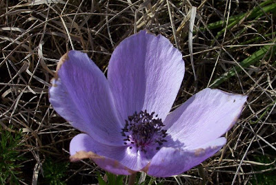 Anemone coronaria,
Anemone dei fiorai,
lilies-of-the-field,
Poppy Flowered Anemone
