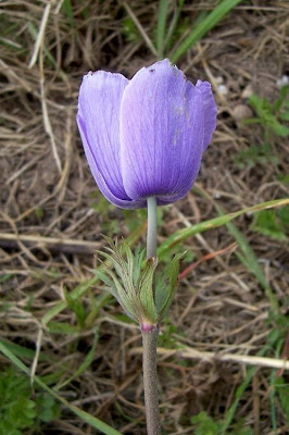 Anemone coronaria,
Anemone dei fiorai,
lilies-of-the-field,
Poppy Flowered Anemone