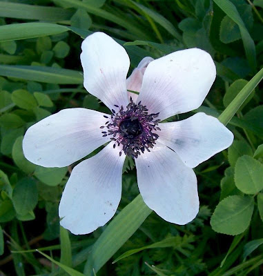 Anemone coronaria,
Anemone dei fiorai,
lilies-of-the-field,
Poppy Flowered Anemone