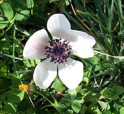 Anemone coronaria,
Anemone dei fiorai,
lilies-of-the-field,
Poppy Flowered Anemone