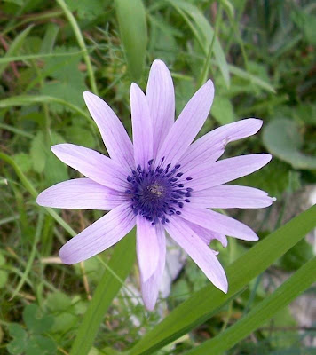 Anemone hortensis L.