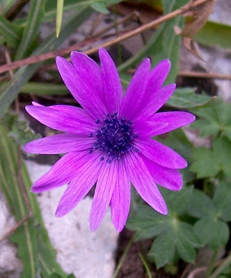 Anemone hortensis L.