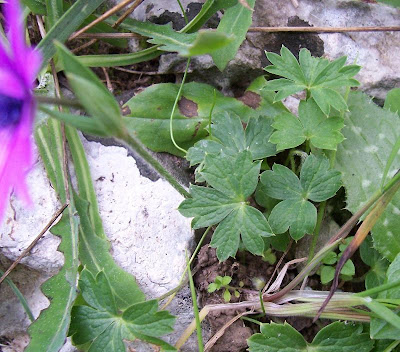 Anemone hortensis L.