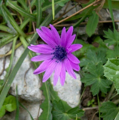 Anemone hortensis L.