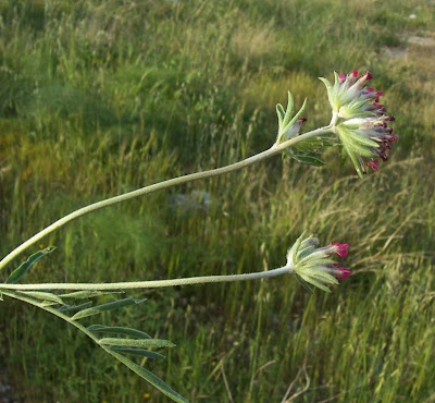 Common kidney-vetch Common kidney-vetch