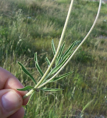 Common kidney-vetch Common kidney-vetch