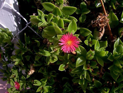 Baby sun-rose