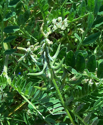 Astragalus hamosus,
Astragalo falciforme,
European milkvetch,
milkvetch,
Southern Milk Vetch Astragalus hamosus,
Astragalo falciforme,
European milkvetch,
milkvetch,
Southern Milk Vetch