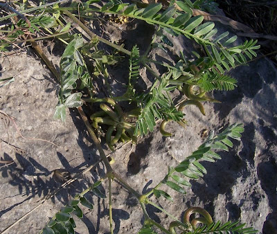 Astragalus hamosus,
Astragalo falciforme,
European milkvetch,
milkvetch,
Southern Milk Vetch Astragalus hamosus,
Astragalo falciforme,
European milkvetch,
milkvetch,
Southern Milk Vetch