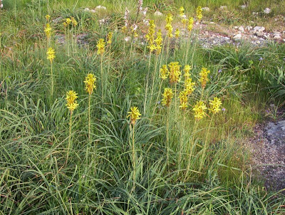 Yellow asphodel