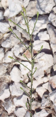 Narrow Leaved Aster